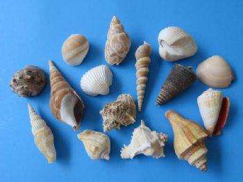 Assorted Seashells  Wholesale