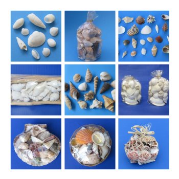 Assorted Seashells 