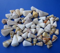 Cone Seashells 1 inch to 5 inch