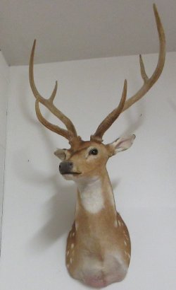 Axis Deer Shoulder ...