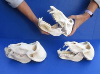 Large Male African Baboon skull, Chacma baboon (Papio Ursinus) 8" to 9-1/2" long  -  $360 each; 3 or more @ $324 each (Cites #P-000044854)