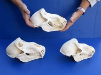 Large Male African Baboon skull, Chacma baboon (Papio Ursinus) 8" to 9-1/2" long  -  $360 each; 3 or more @ $324 each (Cites #P-000044854)