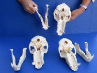 Large Male African Baboon skull, Chacma baboon (Papio Ursinus) 8" to 9-1/2" long  -  $360 each; 3 or more @ $324 each (Cites #P-000044854)