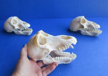 Wholesale Juvenile African Chacma Baboon skull - $165 each; 3 or more @ $148 each (CITES P-000044854)