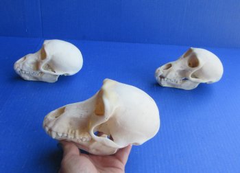 Wholesale Juvenile African Chacma Baboon skull - $165 each; 3 or more @ $148 each (CITES P-000044854)
