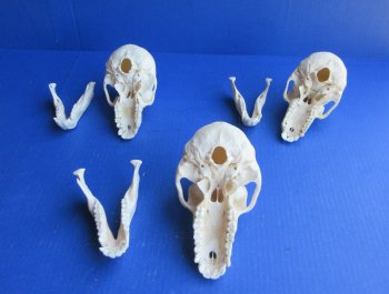 Wholesale Juvenile African Chacma Baboon skull - $165 each; 3 or more @ $148 each (CITES P-000044854)