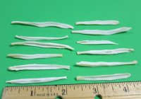 Wholesale Fox Baculum, Fox Penis Bones 2" - 2-1/2" - 5 pcs @ $3.50 each; 20 pcs @ $3.15 each