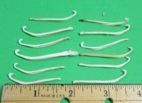 Mink Baculum, Mink Penis Bones 1-1/4 to 2 inch - 5 pcs @ $2.90 each; 20 pcs @ $2.60 each