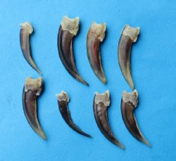 Wholesale Badger Cl...