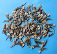 Wholesale Badger Claws - Bulk Crafting & Jewelry supplies - 10 pcs @ $2.00 each; 40 pcs @ $1.80 each