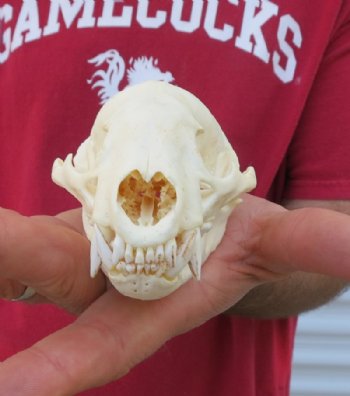 Badger Skull, Badger Skulls, Hand Picked 