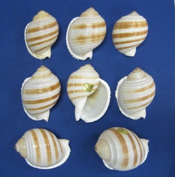 Tun - Tonna - Tonnidae Shells
