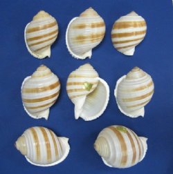 Tun - Tonna - Tonnidae Shells
