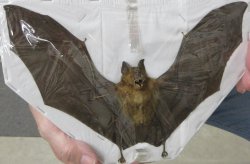 Bicolored Roundleaf bat Preserved Bat with wings spread 9 up to 9-1/2 inch long - (1 pc)