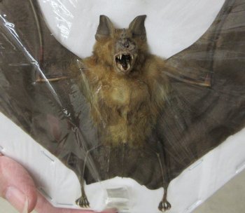 Bicolored Roundleaf bat Preserved Bat with wings spread 9 up to 9-1/2 inch long - (1 pc)