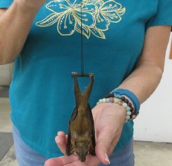 Lesser short-nosed fruit bat (face down) Preserved Bat 5 inch long - $32.00 each; 4 or more @ $28.00 each