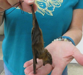 Lesser short-nosed fruit bat (face down) Preserved Bat 5 inch long- (1 pc)