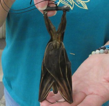 Lesser short-nosed fruit bat (face down) Preserved Bat 5 inch long- (1 pc)