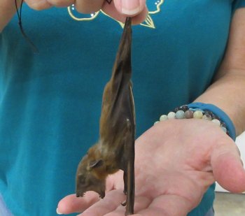 Lesser short-nosed fruit bat (face down) Preserved Bat 5 inch long- (1 pc)