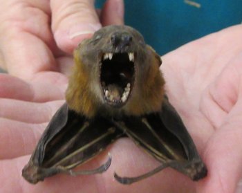 Lesser short-nosed fruit bat (face down) Preserved Bat 5 inch long- (1 pc)