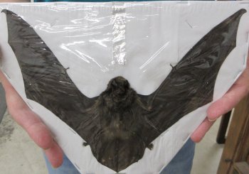 Long-Fingered bat Preserved Bat with wings spread 8-1/2 inch long - (1 pc)