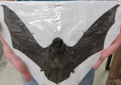 Long-Fingered bat Preserved Bat with wings spread 8-1/2 inch long - (1 pc)