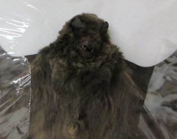 Long-Fingered bat Preserved Bat with wings spread 8-1/2 inch long - (1 pc)
