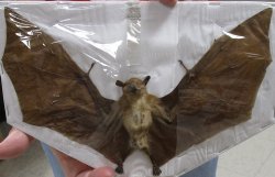 Wholesale Long-tongued fruit bat preserved bat (Macroglossus minimus) with wings spread measuring 9 inches long - $32.00 each; 4 pcs @ $28.00 each