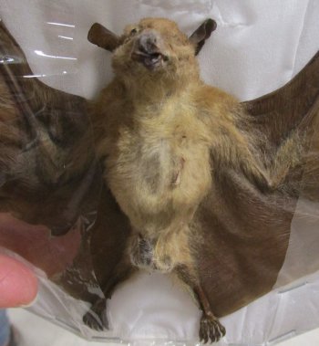 Long-tongued fruit bat preserved bat with wings spread 9 inch long - $40.00 each; 4 or more @ $36.00 each