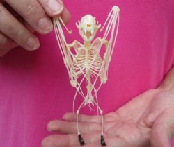 Lesser Short Nosed Fruit Bat skeleton with wings folded measuring  5" tall  - $40.00 each; 4 or more @ $36.00 each