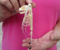 Lesser Short Nosed Fruit Bat skeleton with wings folded measuring  5" tall  - $40.00 each; 4 or more @ $36.00 each