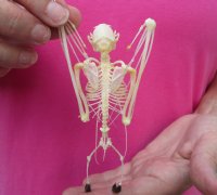 Lesser Short Nosed Fruit Bat skeleton with wings folded measuring  5" tall  - $40.00 each; 4 or more @ $36.00 each