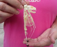 Lesser Short Nosed Fruit Bat skeleton with wings folded measuring  5" tall  - $40.00 each; 4 or more @ $36.00 each
