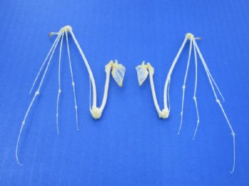 Articulated Animal Skeletons Wholesale