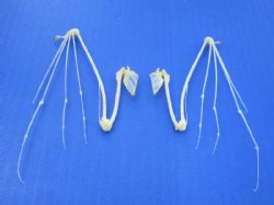 Articulated Animal Skeletons Wholesale