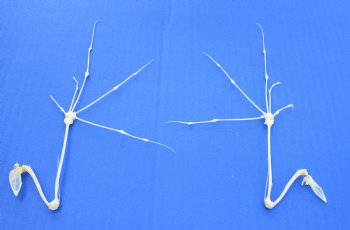 Wholesale Articulated Pair of Bat Wing Skeleton (Spread position) 6-1/2 inches to 7-1/2 inches - $16/pair