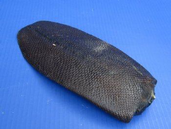Wholesale Beaver tail 8 to 12 inches  - $3.00 each