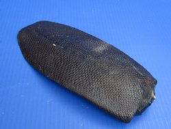 Wholesale Beaver tail 8 to 12 inches  - $12.00 each; 6 pcs @ $10.00 each 