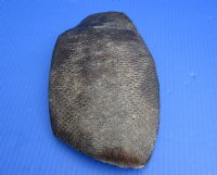 Wholesale Beaver tail preserved in formaldehyde,  7 to 11 inches  - $10.00 each
