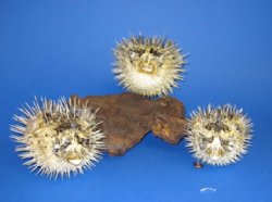 Wholesale 5" to 6" Porcupine Blowfish with shark spines - Packed: 5 @ $4.25 each
