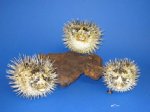 5 inch to 6 inch Porcupine Blowfish Wholesale with shark spines - Packed: 15 @ $2.25 each