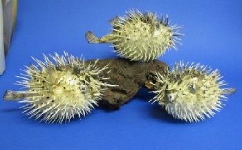 Porcupine fish or Porcupine blowfish with sharp spines 5 to 6 inches -  Box of 68 pcs