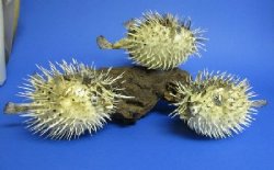 Porcupine fish or Porcupine blowfish with sharp spines 6 to 7 inches -  Box of 48 pcs @ $2.50 Each