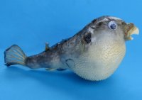 7" to 8" Wholesale Parrot Blowfish, Puffer Blowfish - Packed: 5 pcs @ $2.75 each  