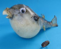 7" to 8" Wholesale Parrot Blowfish, Puffer Blowfish - Packed: 5 pcs @ $2.75 each  