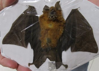 Bicolored Roundleaf bat Preserved Bat with wings spread 6 inch long - (1 pc, 4 pc)