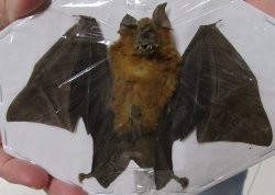 Bicolored Roundleaf bat Preserved Bat with wings spread 6 inch long - (1 pc, 4 pc)