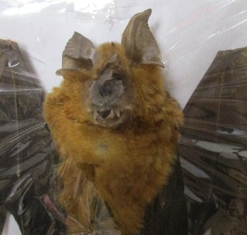 Bicolored Roundleaf bat Preserved Bat with wings spread 6 inch long - (1 pc, 4 pc)