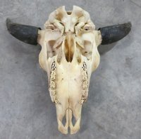 Wholesale North American Bison Skull and Horns, Buffalo Skull and Horns 23" - 27" wide - $135 each <font color=red>(Cannot be shipped priority mail)</font>