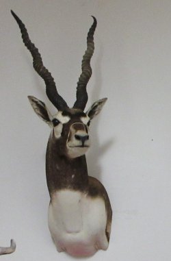 Blackbuck Shoulder ...